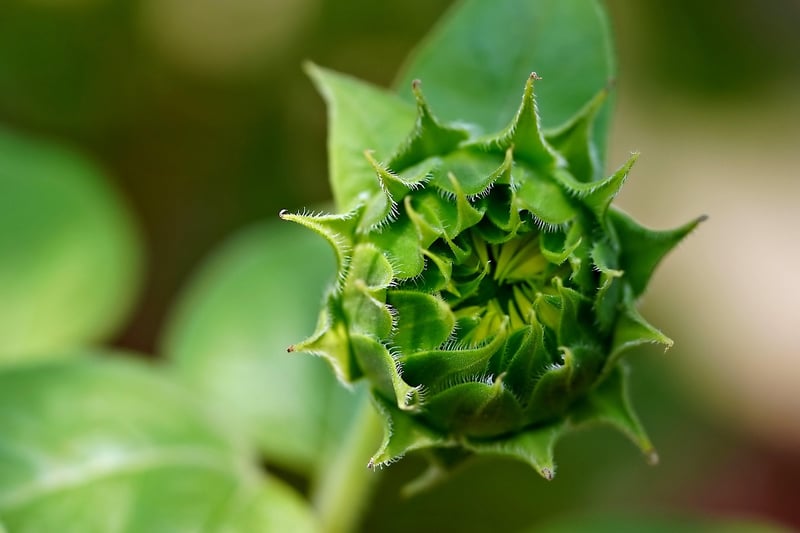 Green garden
